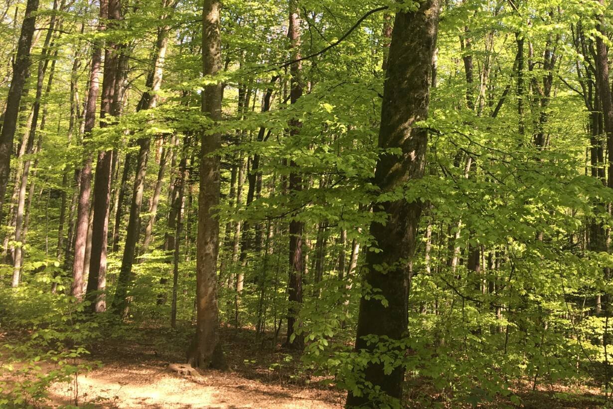 Wald in Gelterkinden 
