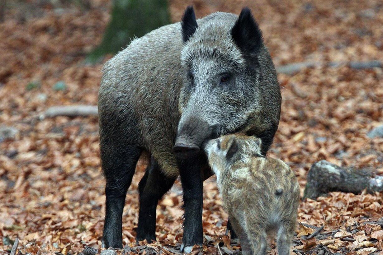 KWL Headerbild JFK Wildschweinmanagement