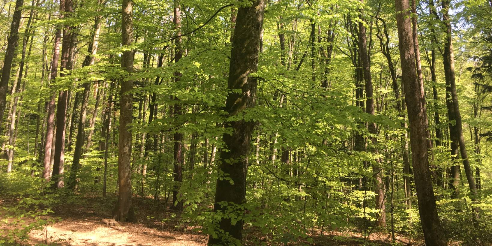 Forêt à Gelterkinden 