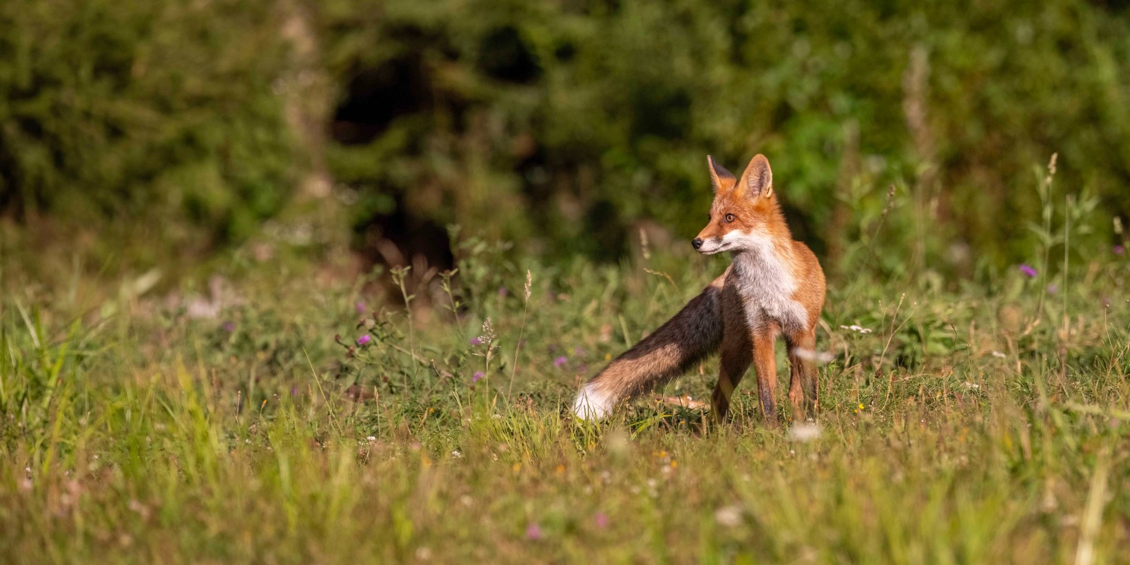 Renard en lisière de forêt