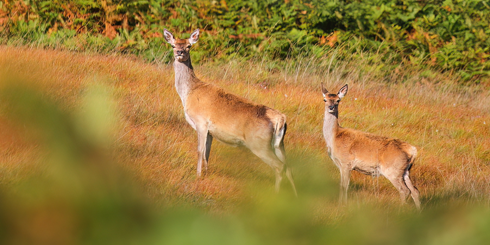 Biche et son faon de l'année
